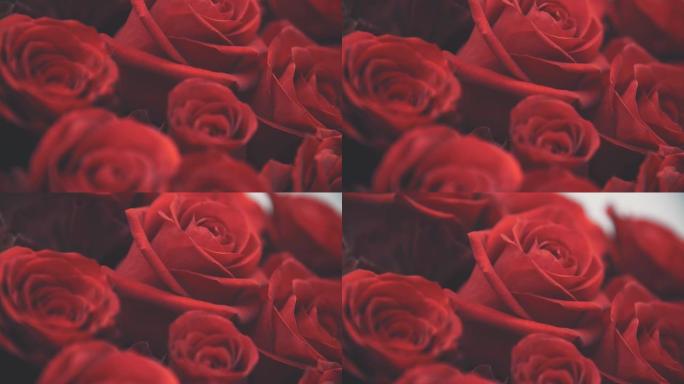白色背景上美丽的大红玫瑰花束的模糊裁剪视频。