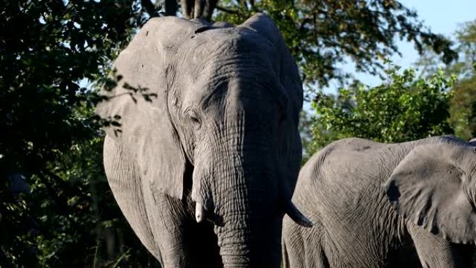 博茨瓦纳野生动物园野生动物莫雷米的非洲象