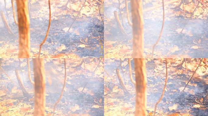 慢动作火火焰在山上的森林中燃烧干燥的叶子，火焰燃烧成高温和高温，消防员使用破坏火燃料的工具，对山区和