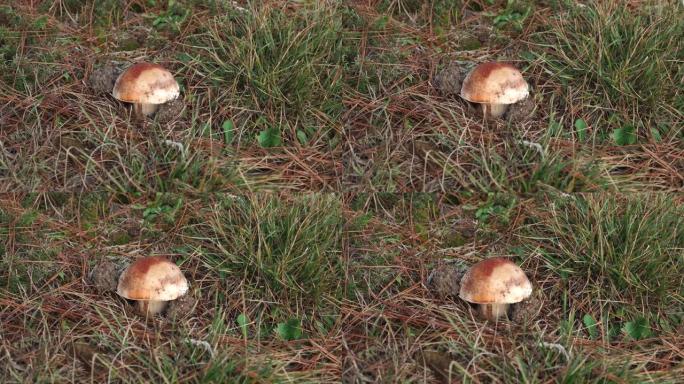 绿色草丛中散布着红色干松针的孤独棕色蘑菇