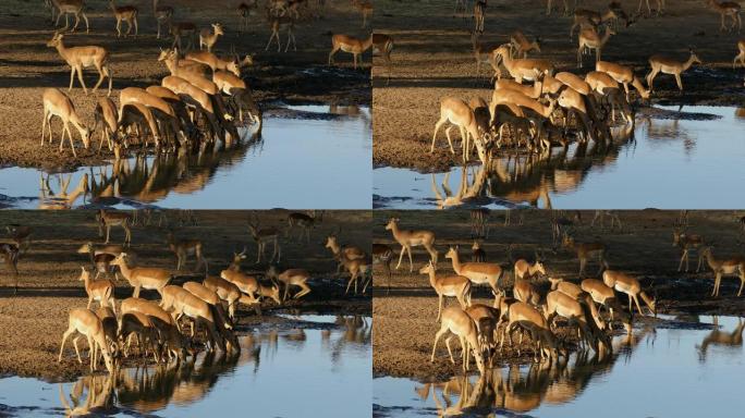 南非克鲁格国家公园，黑斑羚在午后的灯光下喝水