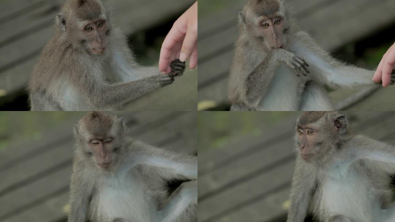 猴子在雨林里吃东西和玩耍。慢动作。