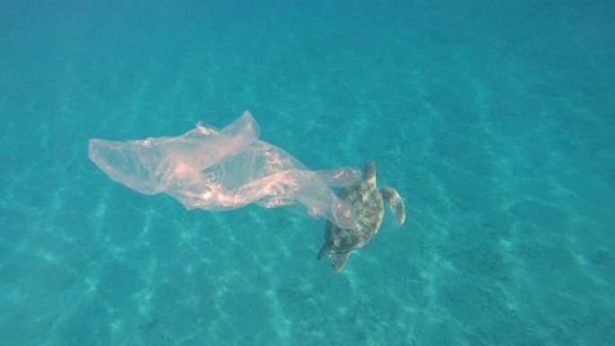 病毒。手套在海里游泳，一只大海龟在背景中游泳。
