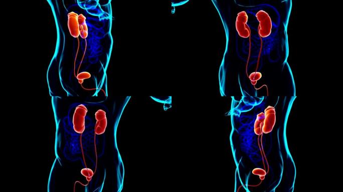 具有膀胱解剖的人体泌尿系统肾脏医学概念3D