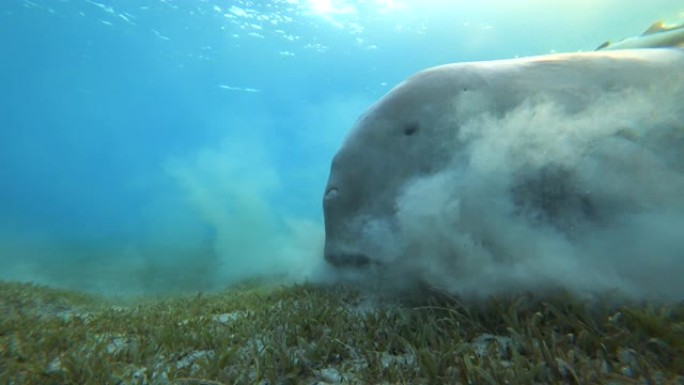 儒艮 (海牛) 在海底吃海草。