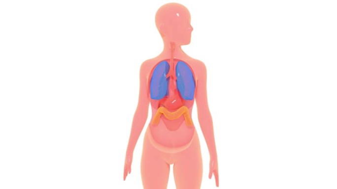 来自外部的器官的3d动画将自己置于人体中。