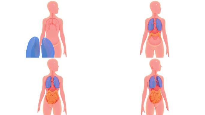 来自外部的器官的3d动画将自己置于人体中。
