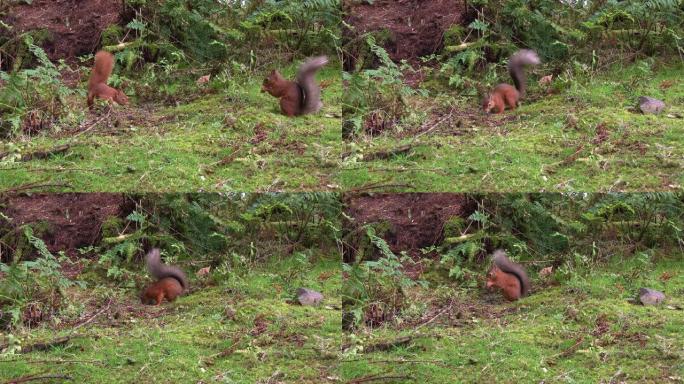 一个夏天的早晨，一只红松鼠追赶另一只红松鼠远离苏格兰林地的食物