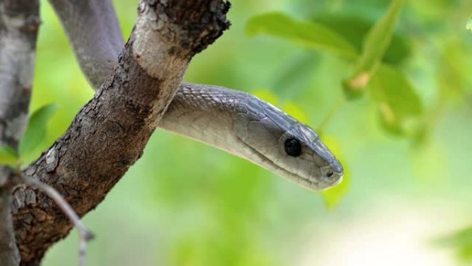 南非的黑曼巴蛇头。危险的蛇正在从树上爬行-特写-爬行动物概念