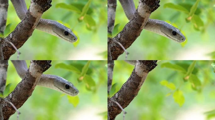 南非的黑曼巴蛇头。危险的蛇正在从树上爬行-特写-爬行动物概念