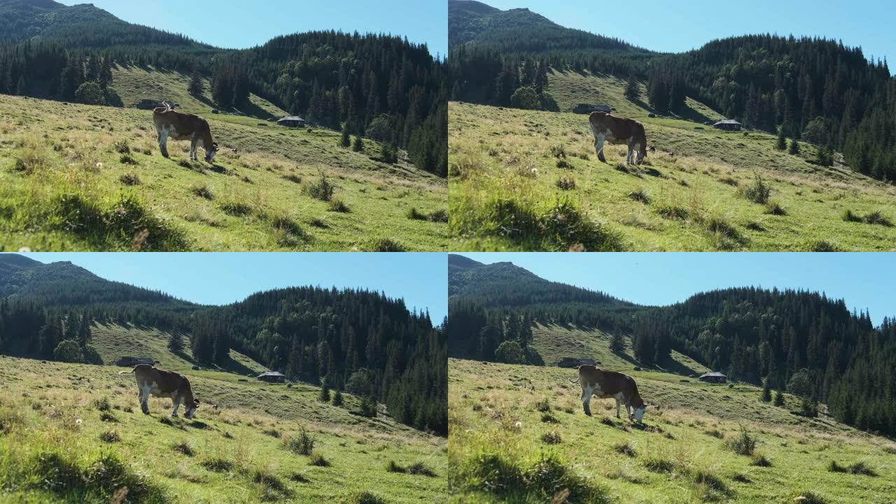 褐牛在高地的一片绿山草地上吃草。慢动作