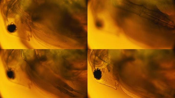 显微镜下的水蚤细菌粒子病毒