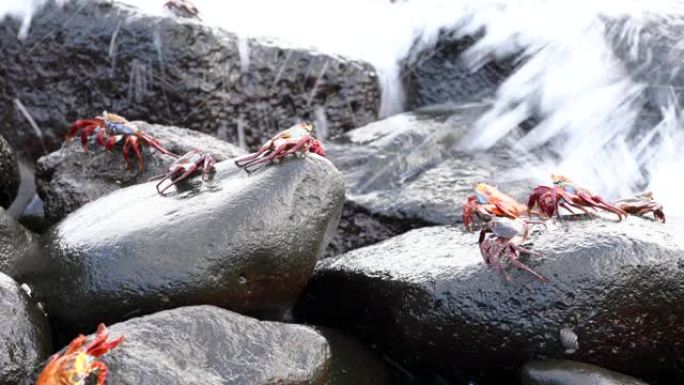 加拉帕戈斯萨利·莱特富特蟹 -- 冲浪中的几个攀岩