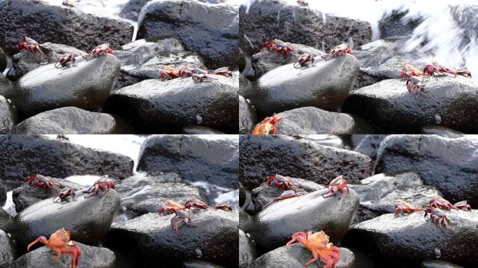 加拉帕戈斯萨利·莱特富特蟹 -- 冲浪中的几个攀岩