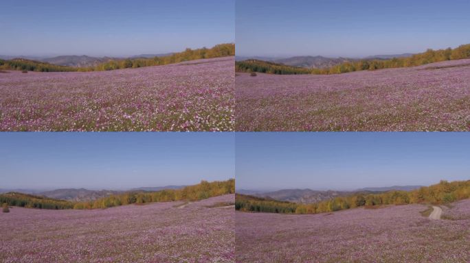 山顶花海景区航拍花卉