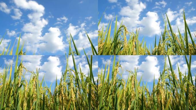 倾斜稻米纤维生态农业稻田景色庄稼种植