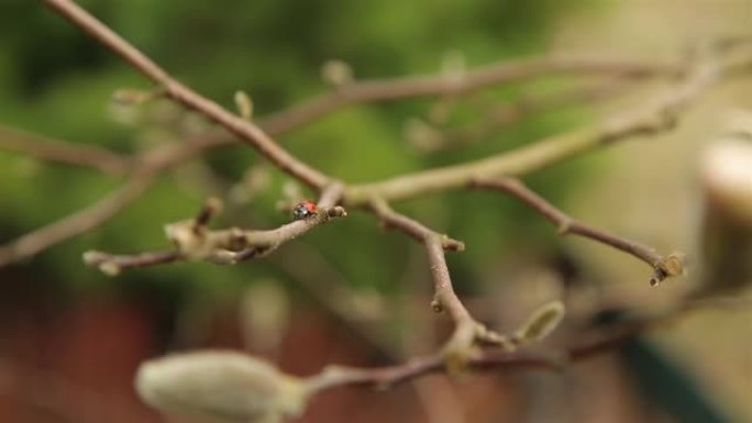 红瓢虫与黑点快速移动通过木兰灌木的树枝
