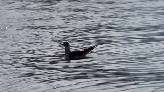 漂浮在湖水面上的单海鸥