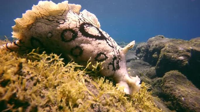 大西洋火山起源底部的水下贝类。