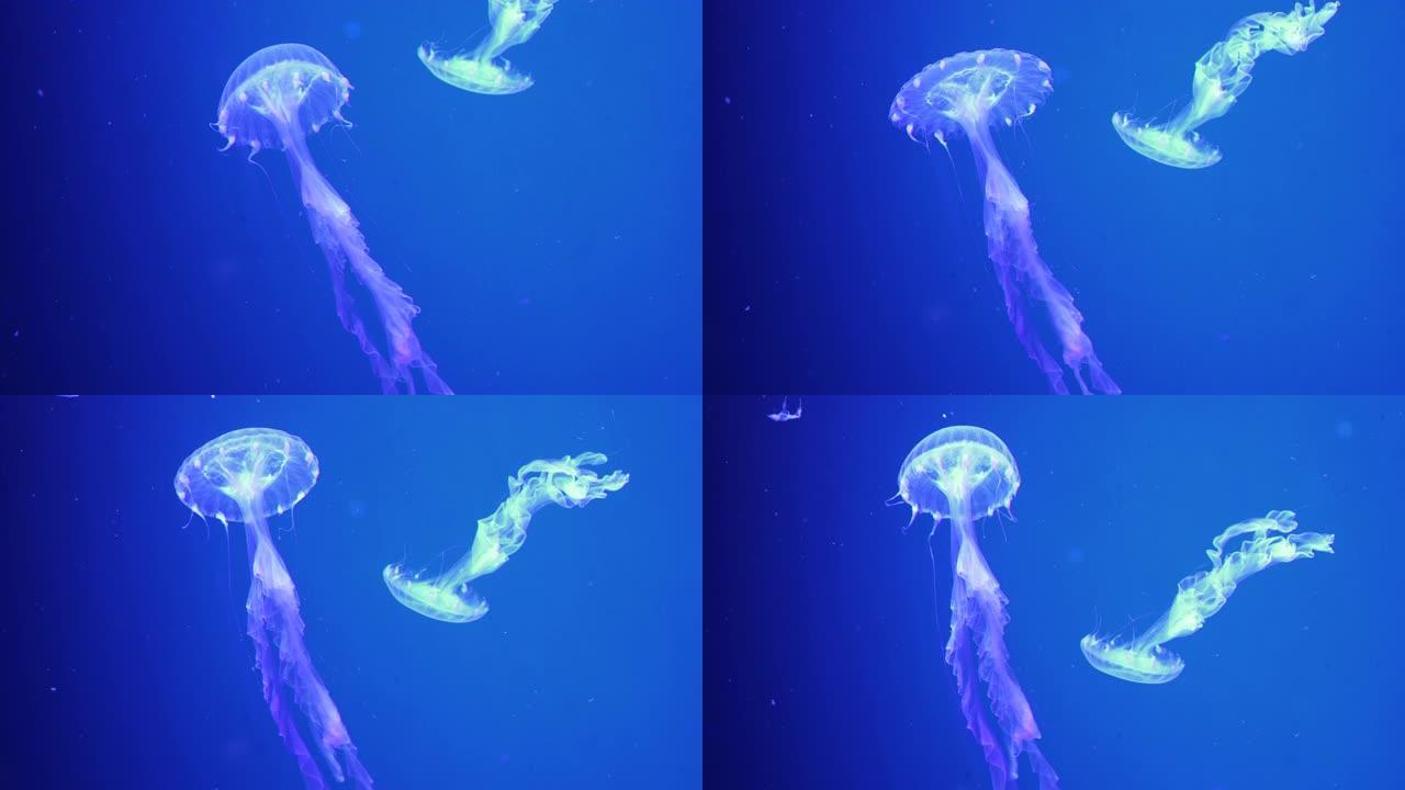 一只发光的斑点水母漂浮在蓝色的水中。
