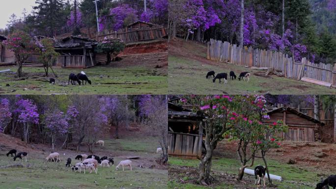 黑山羊  高原杜鹃 牧场 香格里拉
