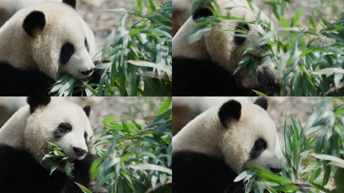 成都大熊猫吃竹叶特写素材