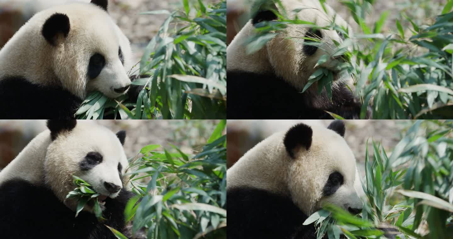 成都大熊猫吃竹叶特写素材