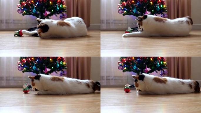 在圣诞树旁玩耍的三色猫