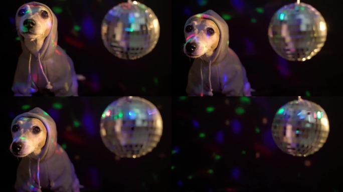 穿着休闲连帽衫的酷狗来到夜总会灯光迪斯科舞会，然后留下空背景。
