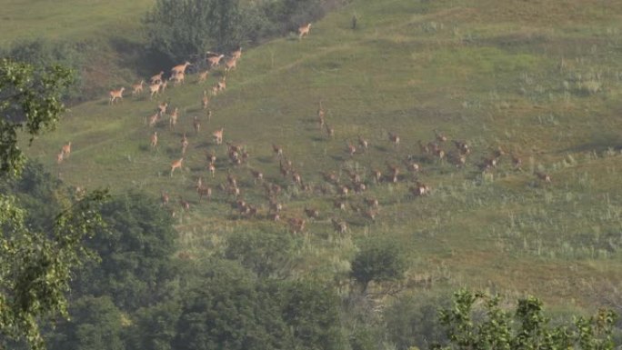 奔跑的马鹿组 (Cervus elaphus)，俄罗斯