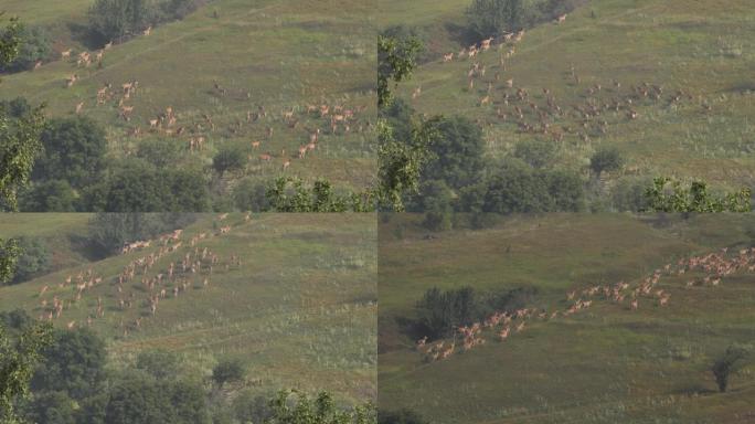 奔跑的马鹿组 (Cervus elaphus)，俄罗斯