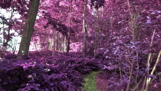 神奇的红外视图进入北欧的紫色森林