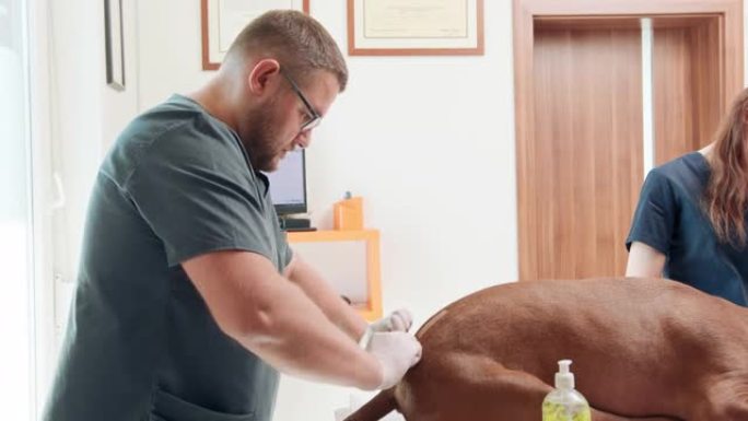 男兽医戴着橡胶手套，用一只大红狗的消毒剂蹲下擦拭，躺在手术台上。他的女助手站在手术台后面。门，监视器