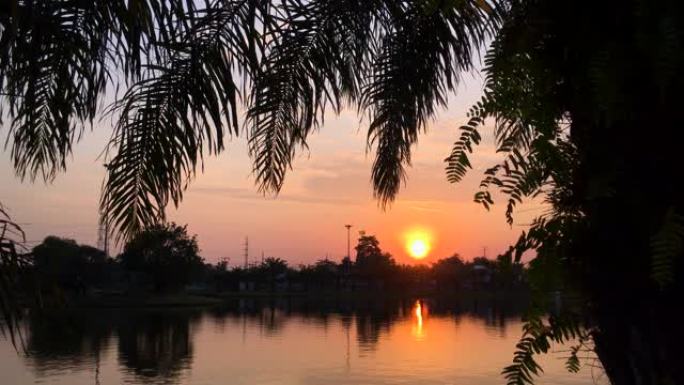 在电话上开枪。惊人的日出 -- 热带地区的日落，透过棕榈叶可以看到太阳