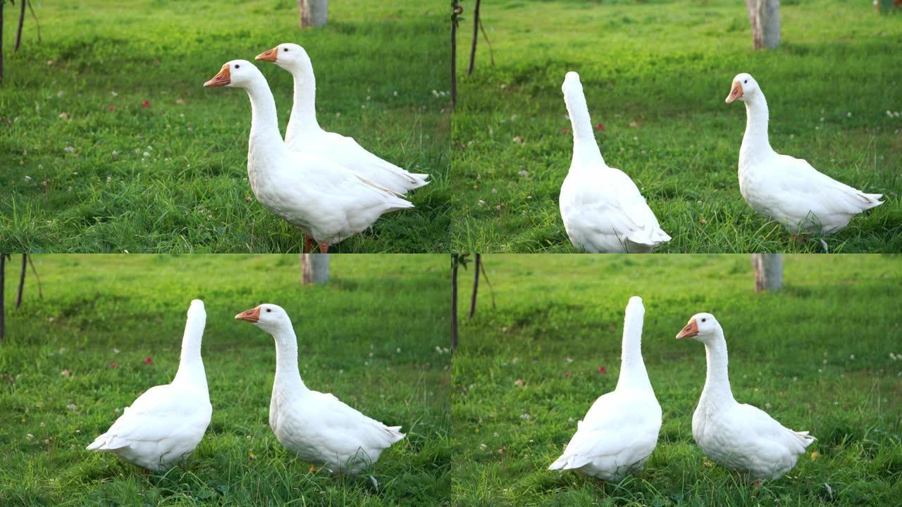 夏天，几只白色的大鹅在农舍后院的绿色草坪上行走。