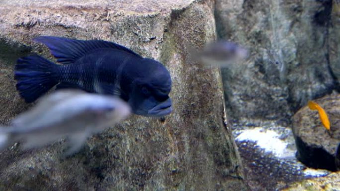 特写。水族馆。一条蓝色的鱼游动着厚实的嘴唇，头上有一个肿块。