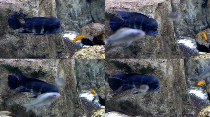 特写。水族馆。一条蓝色的鱼游动着厚实的嘴唇，头上有一个肿块。