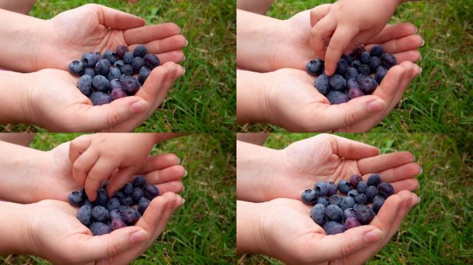 孩子的手从母亲的手掌中摘下成熟的蓝莓