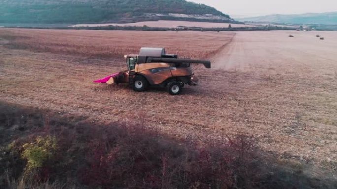 丰收的季节。鸟瞰图的联合收割机收集玉米作物在农业领域在秋天日落后。耕地中的农业设备。