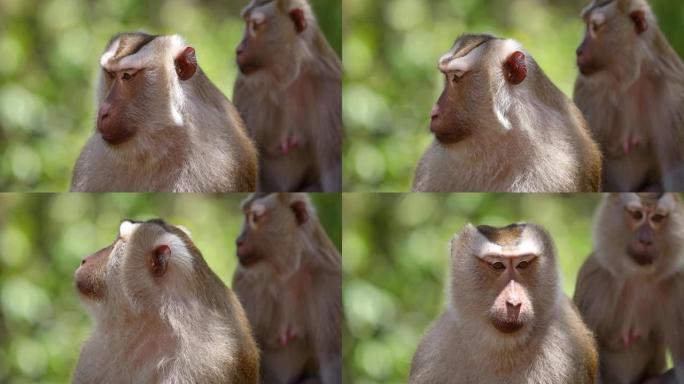 猴子生活在泰国的天然森林中。