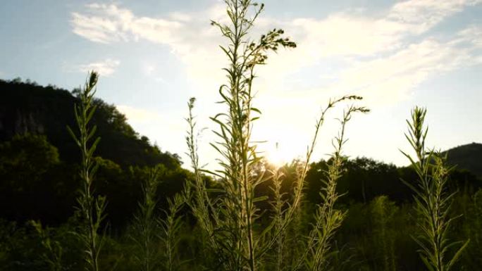 在阳光下平移植物的视图