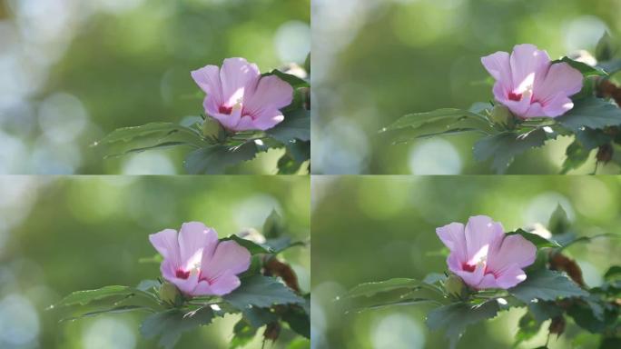 美丽的三毛腊肠的粉红色花朵。树的花，拉瓦特拉