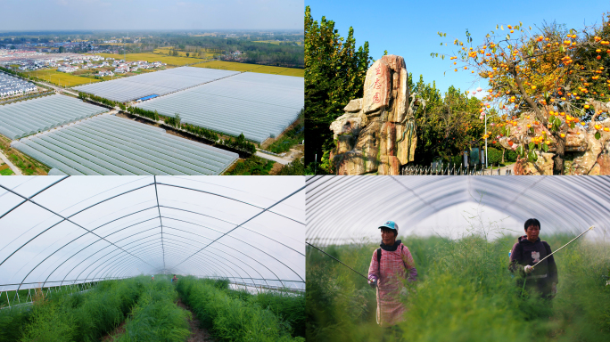 生态农业新农村芦笋种植蔬菜大棚
