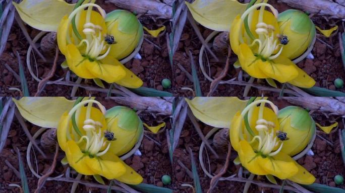 带有蜜蜂授粉的黄色印度金莲花的细节。