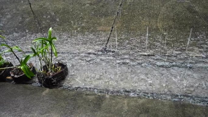混凝土背景绿色植物上的雨