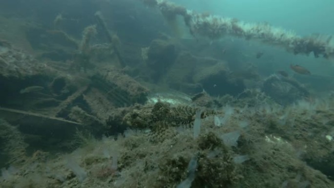 峡湾挪威海的水下垃圾场。垃圾场上的海乌鸦或长角雕 (Myoxocephalus octodecems