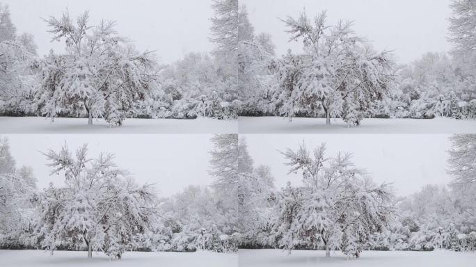 在暴风雪中，树木被冰雪覆盖，伴随着微风，营造出一种宁静的氛围