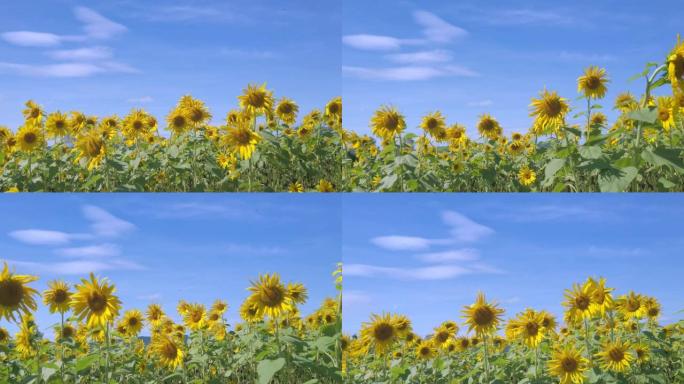 向日葵晴天晴空夏季