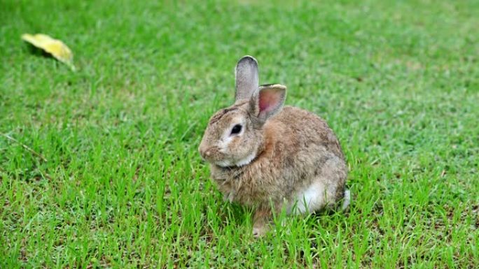 绿色花园里只有兔子。复活节的精神动物和聪明的宠物。