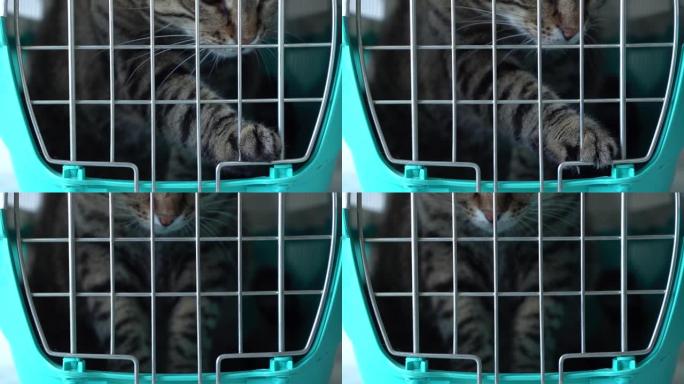 灰猫在笼子里运输。猫爪试图在兽医的任命下打开笼子里的猫